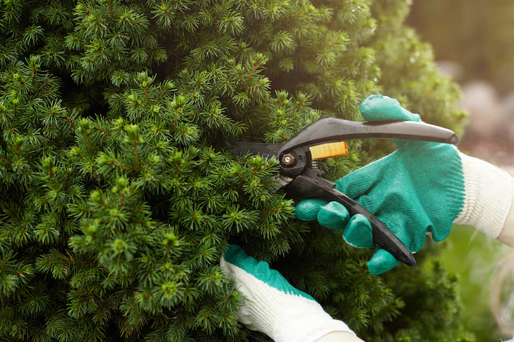 cropped-view-gardening-worker-wearing-protective-gloves-while-trimming-plants