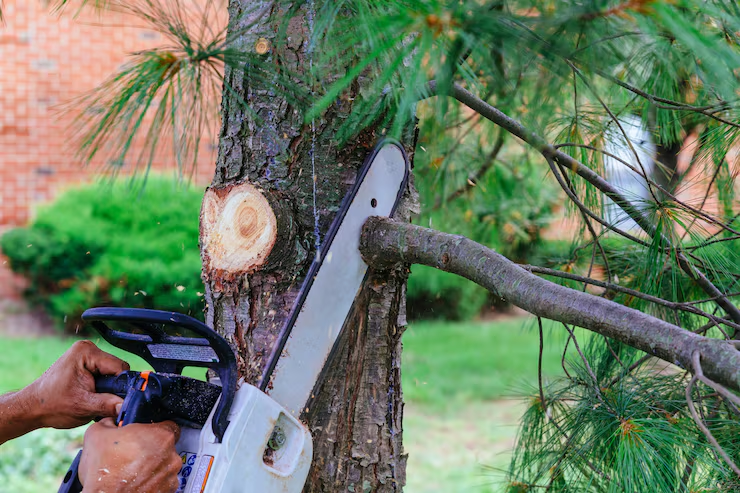 professional-is-cutting-trees-using-chainsaw