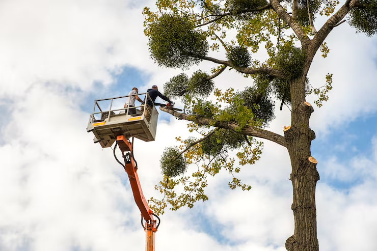 two-service-workers-cutting-down-big-tree-branches